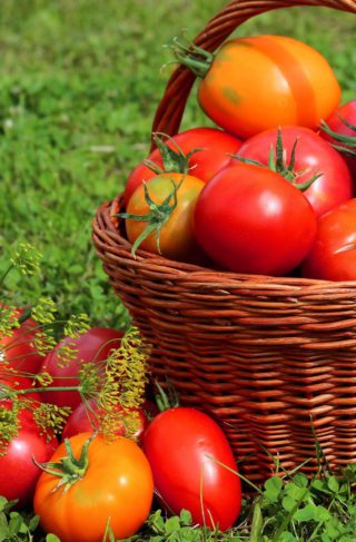 Семена томатов индетерминантные высокорослые