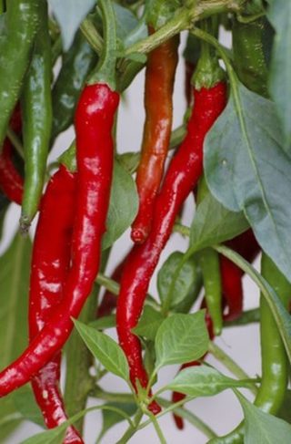Перец пикантный Итальянский Long Cayenne (Кайенский) 10 шт