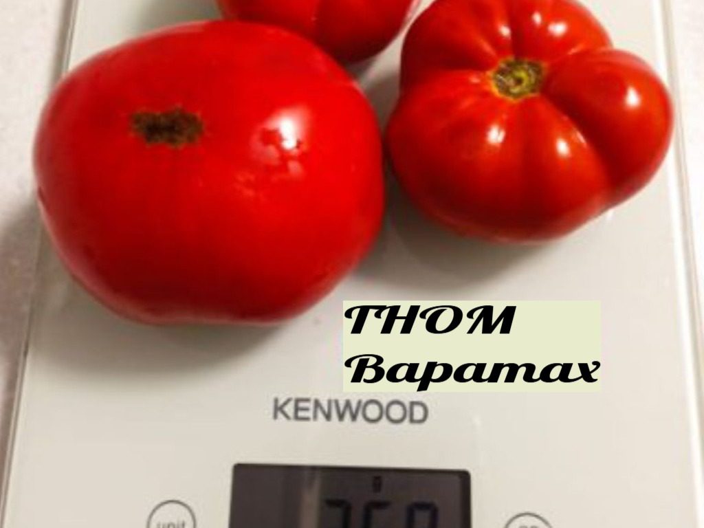 Томат ГНОМ Варатах 7 шт
