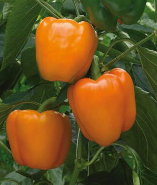 Перец сладкий Оранжевый колокольчик (Orange Bell ) 10 шт