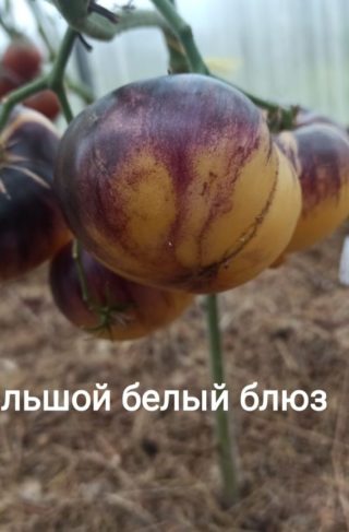 Томат БОльшой белый блюз 10 шт