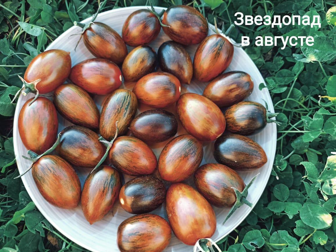 Томат Звездопад в августе 10 шт
